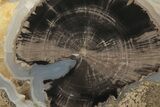 Long, Petrified Wood (Schinoxylon) Limb - Blue Forest, Wyoming #222183-2